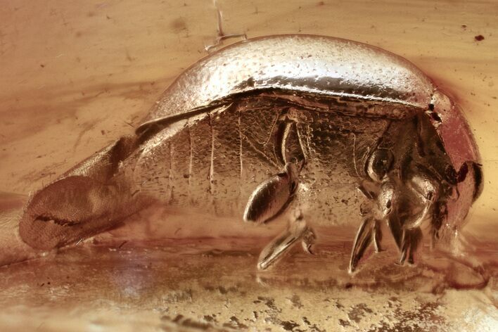 Detailed Fossil Lady Bug (Coccinellidae) in Baltic Amber - Uncommon #335662